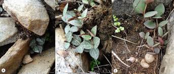 Image result for Ceropegia filipendula