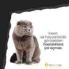 royalfeles insan ve hayvanlarda gorulebilen silikozis olumcul bir akciger hastaligi bronsit ve verem gibi hastaliklara yol acmaz kedi hayvan tintin