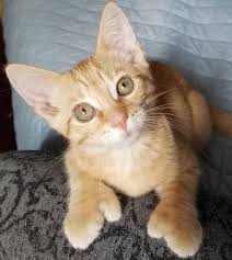 Cats that fall into the latter category are known as polydactyl. most cats have five toes on their front paws and four on their back paws, but some cats have six or more on each paw. Cat Facts Why Do So Many Cats Have Extra Toes Polydactyl Cat Cat Facts Cat Allergies