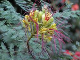 Image result for Erythrostemon gilliesii