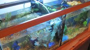 I've tried almost every type of diy divider for my bettas, in fact i was at my last resort, acrylic sheets. How To Make A Cheap Homemade Betta Tank Divider Pethelpful