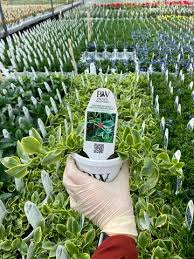 Image result for Mezoneuron welwitschianum