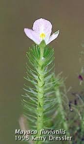 Image result for Mayaca