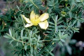 Image result for Hypericum revolutum