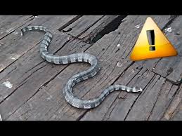 Et cela quel que soit l'endroit : Le Serpent Le Plus Venimeux Du Monde Youtube