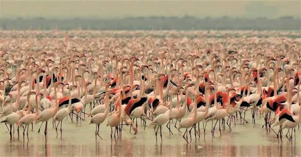 Flamencos de Doñana.  Es una de las aves más representativas y llamativas  del Parque Nacional, ir a verlos en bandada es todo un espectáculo. ¡Tienes  que vivirlo! #Doñana #Nature #Flamencos RESERVAS: