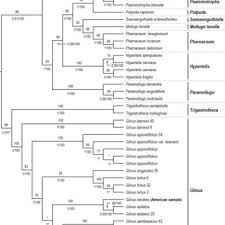 Image result for Glinus hirtus