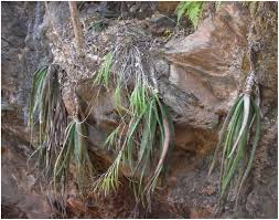 Image result for Aloe veseyi