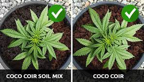 Maybe you would like to learn more about one of these? Der Leitfaden Fur Anfanger Zum Wachsen In Coco Coir Herbies Seeds