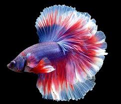 Pin On Aquarium Freshwater Fish Tips