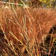 Image result for Andropogon schirensis