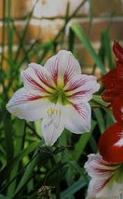 Image result for Hippeastrum sp. cultivars