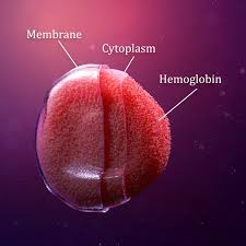 Image result for Red Blood Cell