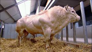 Undefined Belgian Blue Bull Wallpaper 19 Wallpapers Adorable Wallpapers Belgian Blue Bulls Wallpaper Cow