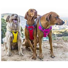 red dingo red padded dog harness ocado