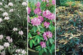 By growing your rhododendron in a container, you can be a doting plant parent, and create all the right soil and sun conditions to keep it healthy and beautiful for years. Rhododendrons For Fantastic Foliage Finegardening
