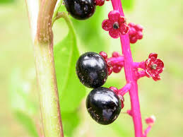 Image result for Phytolaccaceae