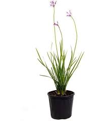 Image result for Tulbaghia cameronii