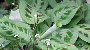 Image result for Maranta arundinacea