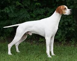 English Pointer English Pointer Dog Pointer Dog English Pointer
