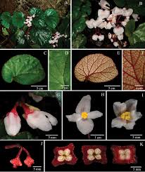 Image result for Begoniaceae