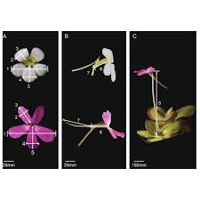 Image result for Lentibulariaceae