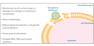 Study animal and plant cells with bbc bitesize ks3 science. Why Test For Mycoplasma In My Cell Culture Goldbio
