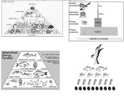Food chain & trophic levels. 34 Food Chain Trophic Levels Worksheet Answers Worksheet Resource Plans