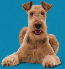 Dog Wellness Plans Banfield Pet Hospital