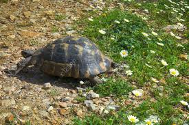 Terricole Mediterranean Turtle Spur Thighed Tortoise Testudo