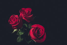 Asa, pentru cei ce vor un nou wallpaper sau imagini pentru coperti wattpad. Brazil Sao Paulo Rose Flower Nature Beauty Rose 910x607 Wallpaper Teahub Io