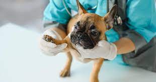 Arthrose Beim Hund