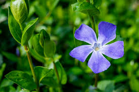 Image result for Vinca major