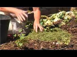 Well the good news is the lawn looks great! Maintaining Your Garden How To Use Grass Clippings As Garden Mulch Youtube