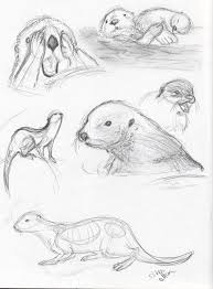 Life Drawing Otters Animal Drawings Otter Drawing Otter Art