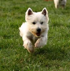 Undertake community services activities, including education programs. Pets For Adoption At Westie Rescue Of The Midatlantic States Inc In Dunn Loring Va Petfinder