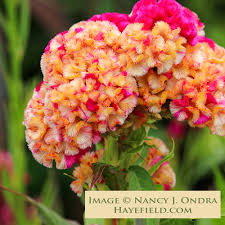 Image result for Celosia elegantissima