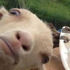 Goat Memes Goatmemes4 Twitter