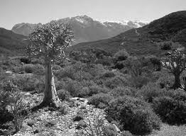 Image result for Cyperus breviradius