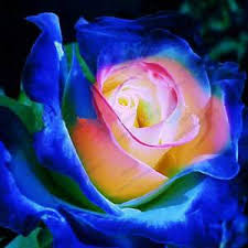 Iog Tohum 3 8 Gittigidiyor 2020 Egzotik Cicekler Mor Gul Sari Guller