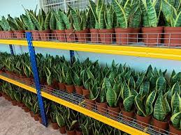 Air plants • bonsai • cactus • lucky bamboo • succulents • terrariums. Top 10 Plant Nurseries In Penang Tallypress