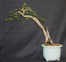 How to make bonsai kumquat lemon at home from garden centre stock. Kumquat As Bonsai