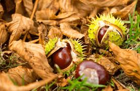 Marron Et Chataigne Qui Est Comestible Qui Est Toxique