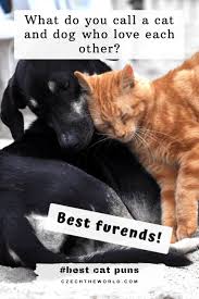 Tears are only water, and flowers, trees, and fruit cannot grow without water. 205 Best Cat Puns That Are Simply Paw Some 2021