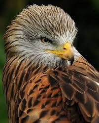 Red Kite Birds Of Prey Red Kite Pet Birds