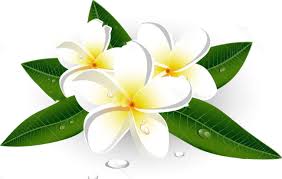 Maybe you would like to learn more about one of these? The Meaning Of Frangipani Flower In Some Religions And Cultures All Rose Color Meanings