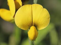 Image result for Crotalaria valida