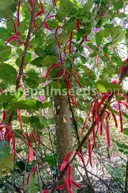 Image result for Acalypha hispida