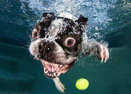 These 11 Dogs Look Hilarious When They Dive Underwater To Fetch Some Of Their Favorite Toys Their Expressions Are Ca Underwater Dogs Dog Photos Boston Terrier