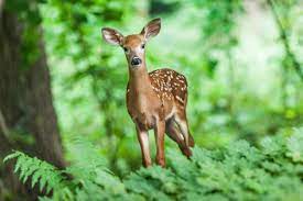Even more important, though, deer will eat almost anything when they are. Choosing The Best Deer Resistant Plants For Your Rochester Landscape